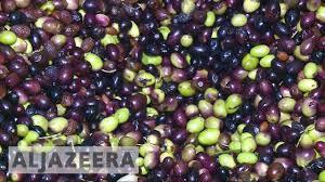 Climate change threatens olive trees across Mediterranean