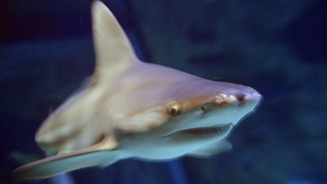 Hundreds of dead sharks wash up on Iranian island