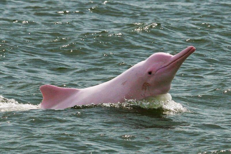 Sauver l’incroyable dauphin rose de l’Amazonie