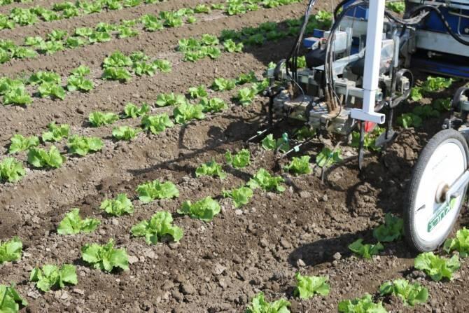 Robots para arrancar malas hierbas en campos de cultivo