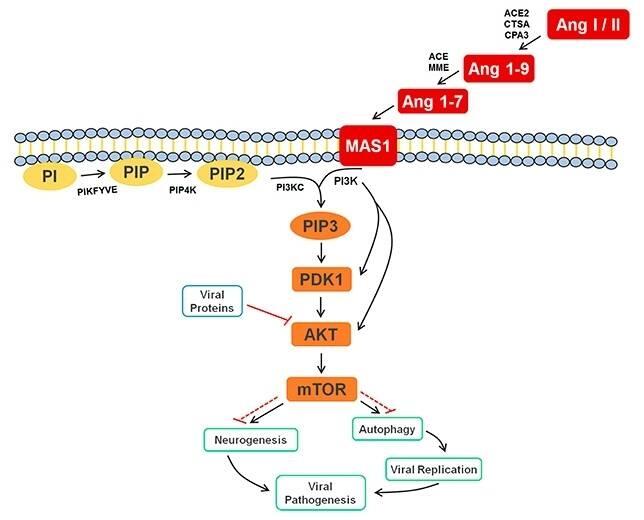 Una vía metabólica de la reacción al virus del Zika participa en la formación de nuevas neuronas