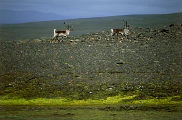 Reindeer Warning in East Iceland