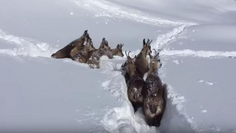 El impresionante rescate de unos animales atrapados en la nieve