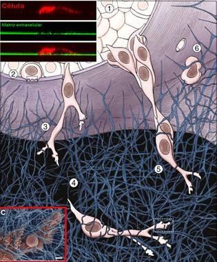 Descubierta una pieza clave para invadir y generar metástasis en cerebro