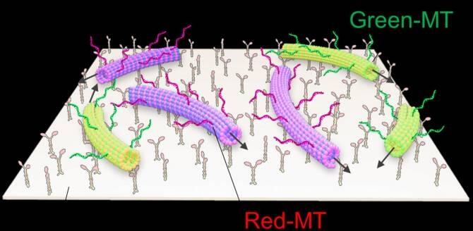 Robots moleculares capaces de nadar coordinadamente