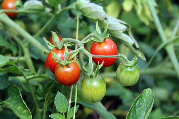 Tomates de calidad con menos agua de riego