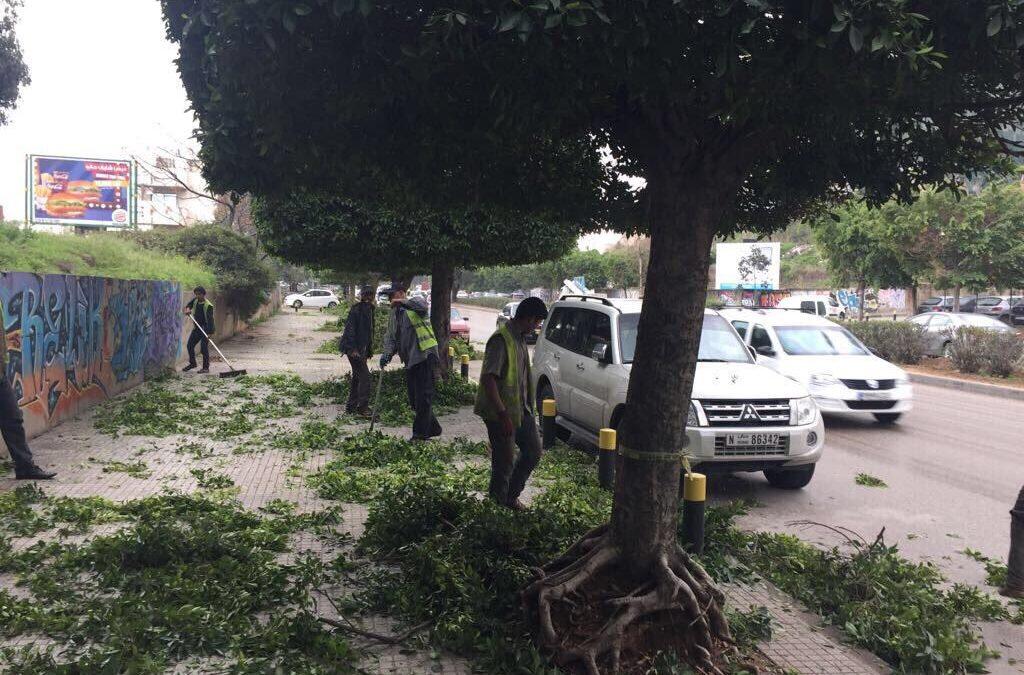 الأشجار في المدن: فائدة جمالية صحية واقتصادية .. فهل من مرشّح  يسمع؟