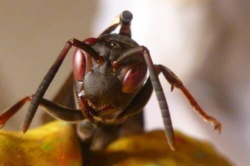 Una avispa que comparte su alimento con el vecindario