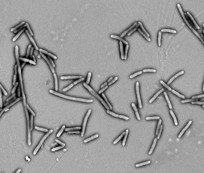 Bacterias para combatir los efectos de la diabetes tipo 2