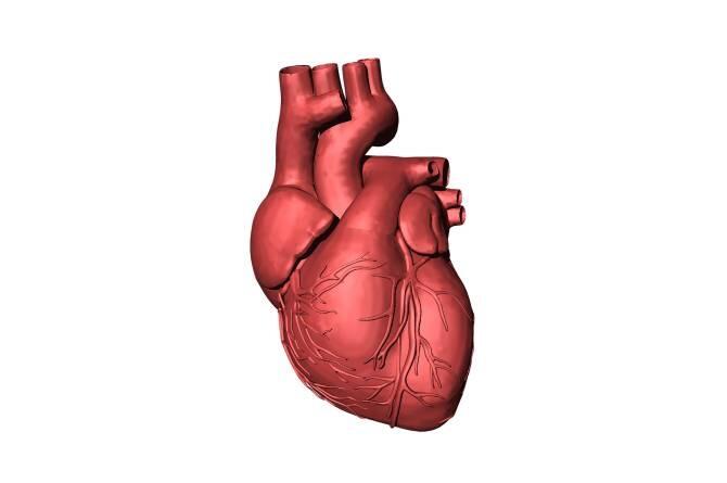 Identifican factores clave responsables de malformaciones congénitas cardiacas