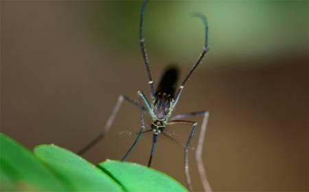 Los GEI elevan el riesgo de contraer enfermedades transmitidas por mosquitos