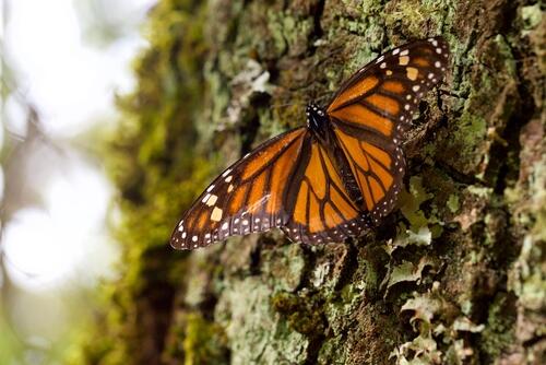 México alberga uno de los santuarios de mariposa Monarca más importantes, considerándolo como segunda casa.