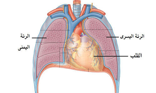 بما أن القلب يوجد على الجهة اليسرى من الصدر، فإن الرئة اليسرى أصغر من الرئة اليمنى