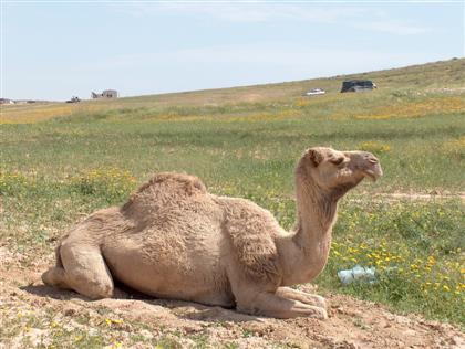 من اقوى الحيوانات ذاكرة هو الجمل