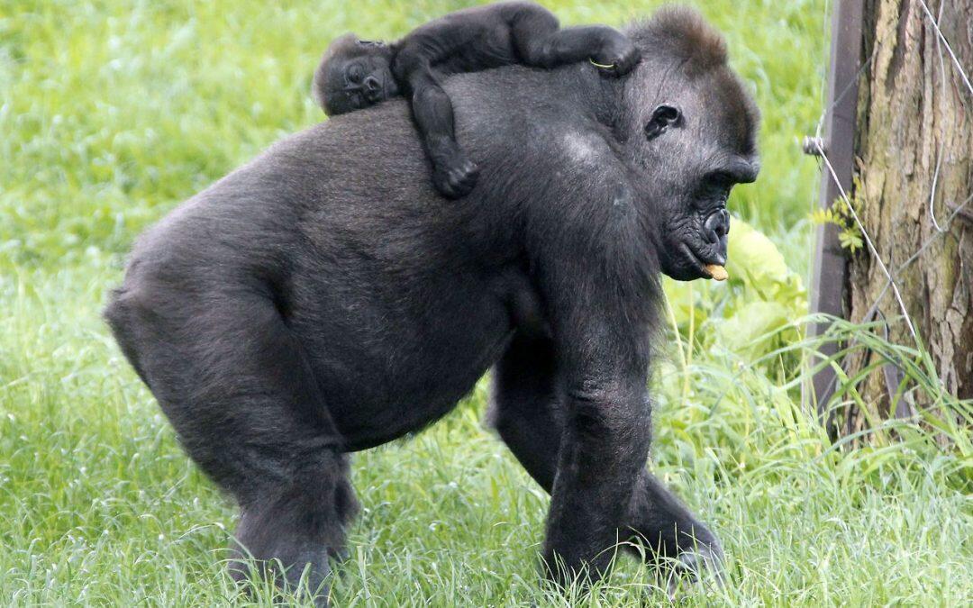 El tierno momento en que una mamá gorila besa a su bebé recién nacido