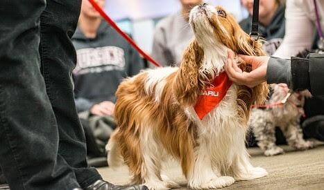 Comprueban científicamente los beneficios de la terapia con perros en niños en tratamiento de quimioterapia