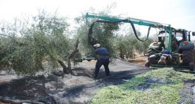 Patentan una cosechadora que agita los árboles para recolectar sus frutos