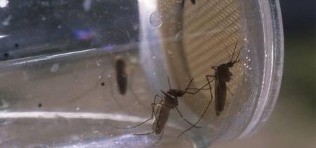 La temperatura afecta la eficacia de insecticidas contra la malaria