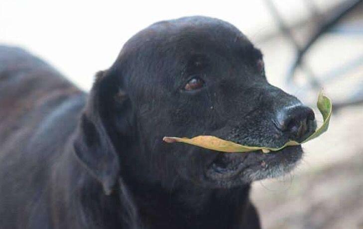 “Negro”, el perrito que creó su propio “dinero” para comprarse su comida