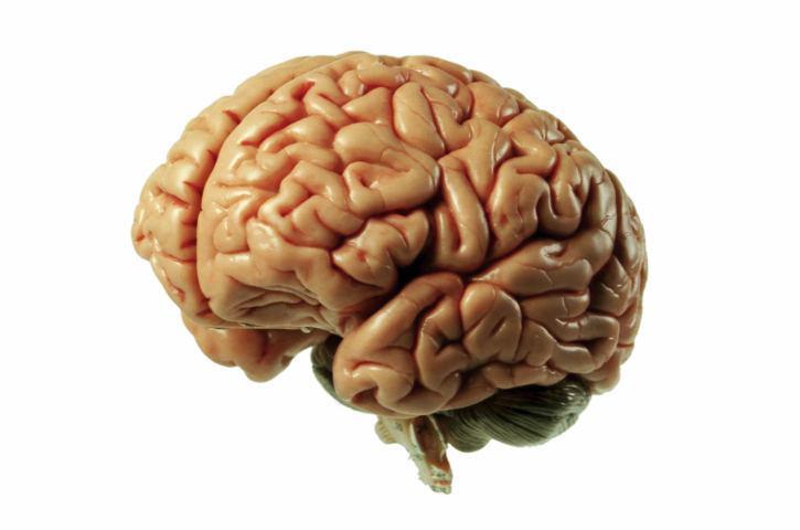 El cerebro es el órgano del cuerpo que más grasa contiene. Se cree que alrededor de un 60% del cerebro posea grandes concentraciones de dicha sustancia.