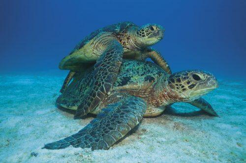 Mating turtles