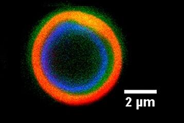 Identificada una proteína que inhibe una infección fúngica