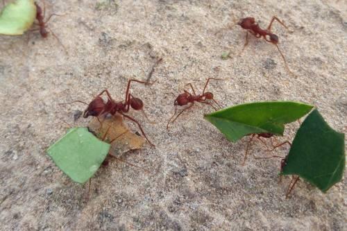 Las hormigas cortadoras de hojas son originarias de América del Sur