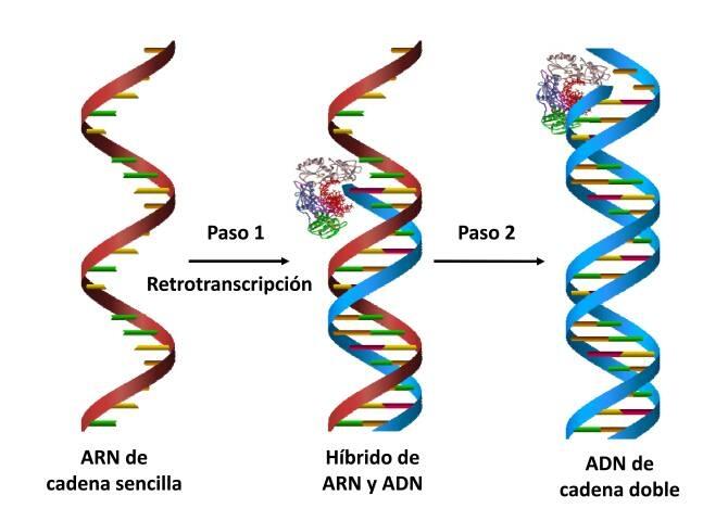 Nuevas claves para entender la variabilidad de los retrovirus