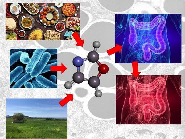 Identifican compuestos químicos como posibles inductores de enfermedades inflamatorias intestinales