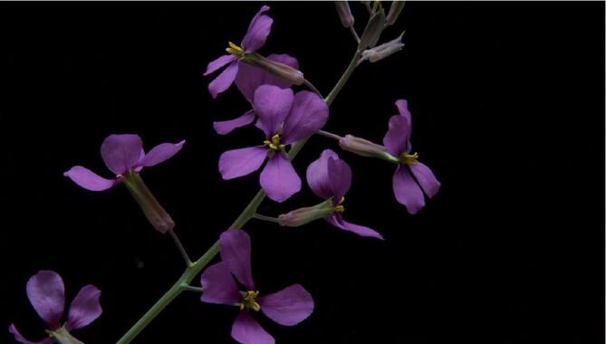 Las plantas son capaces de reconocer si sus vecinas son “de la familia”