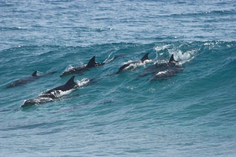 Delfines hacen a un surfista