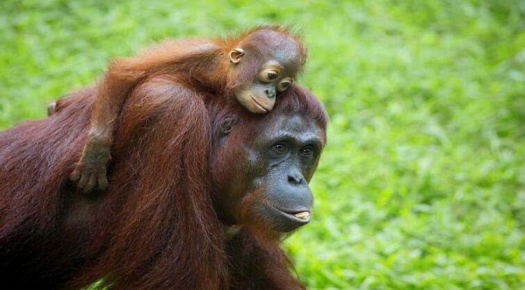 Tiernos orangutanes sorprendieron al mundo al salir a pasear tomados de la mano