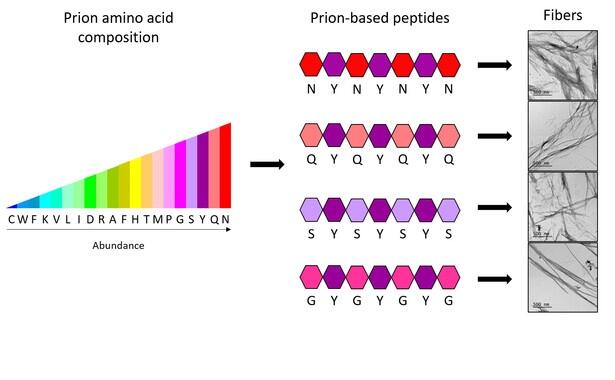 ‘Ladrillos’ de aminoácidos para crear nanomateriales