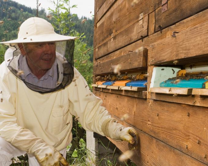 Un pesticida vuelve a los abejorros hiperactivos !!!