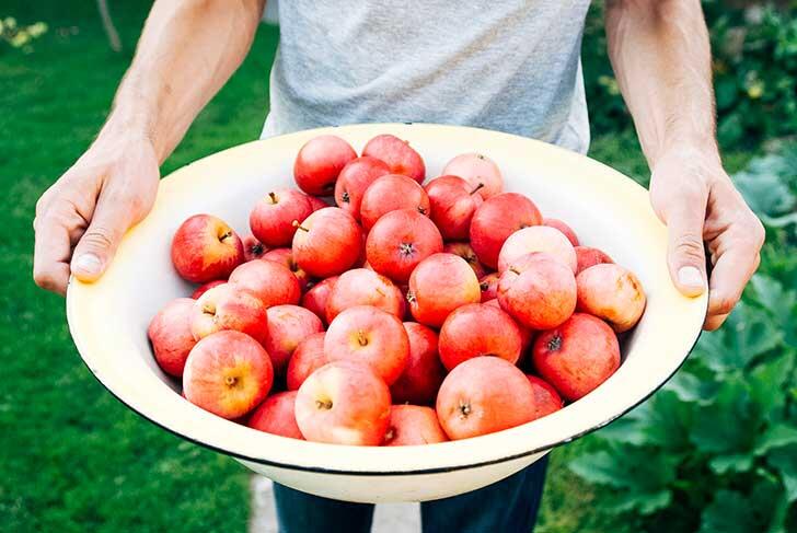 Hay más de 7,000 tipos de manzana en el mundo. Además es el árbol frutal más cultivado a nivel mundial