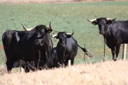 Factores culturales y ambientales condicionan la distribución de las razas ganaderas autóctonas en España