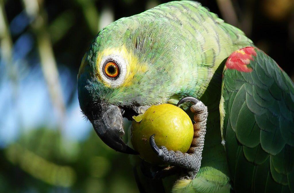 Las aves son muy inteligentes las capacidades mas comunes son las que les permite orientarse, reencontrar sus fuentes de alimento o construir nidos sofisticados) y la capacidad de comunicación.