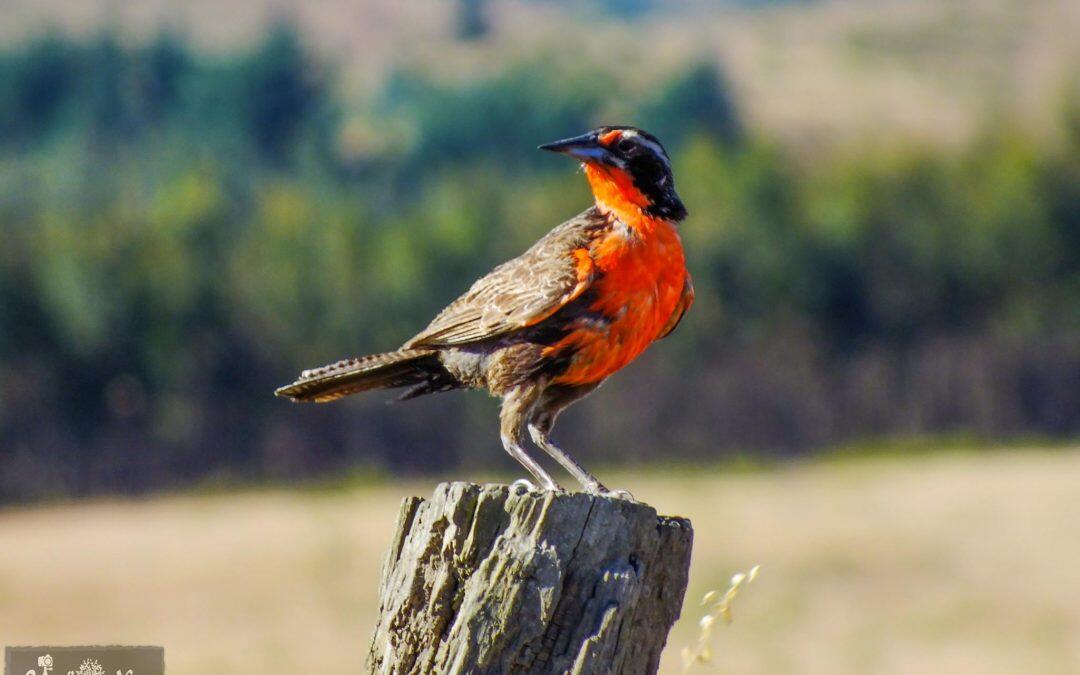 actualmente, son más de 1200 las especies de aves amenazadas que necesitan esfuerzos para su conservación