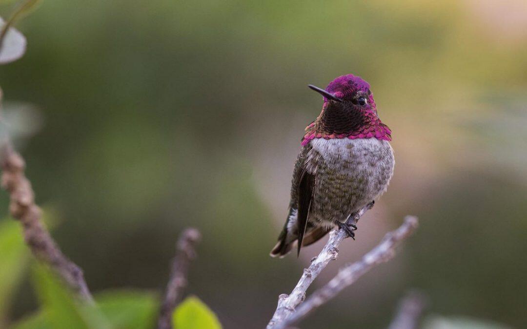 En los últimos 500 años se han extinguido más de 150 especies de aves como consecuencia de actividades humanas