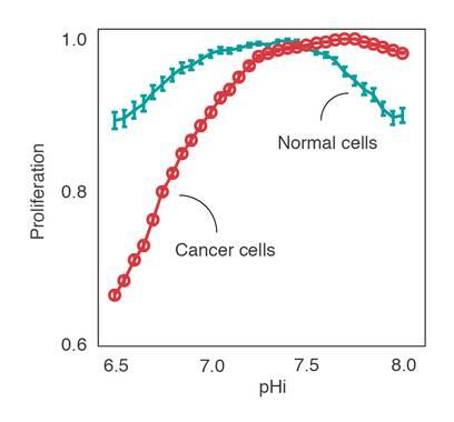 El pH ácido, punto débil de las células cancerosas