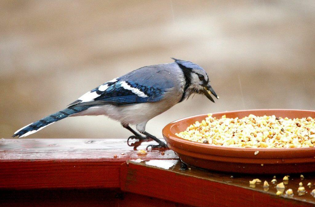 Las aves no tienen dientes,  por eso su aparato digestivo está adaptado a procesar alimentos sin masticar que el ave traga enteros.