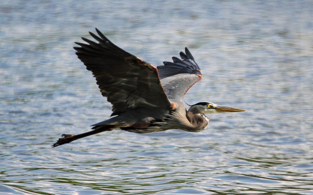 Muchas especies de aves migran para aprovecharse de las diferencias estacionales de temperatura en el mundo, con lo que optimizan la disponibilidad de fuentes de alimento y de hábitats reproductivos