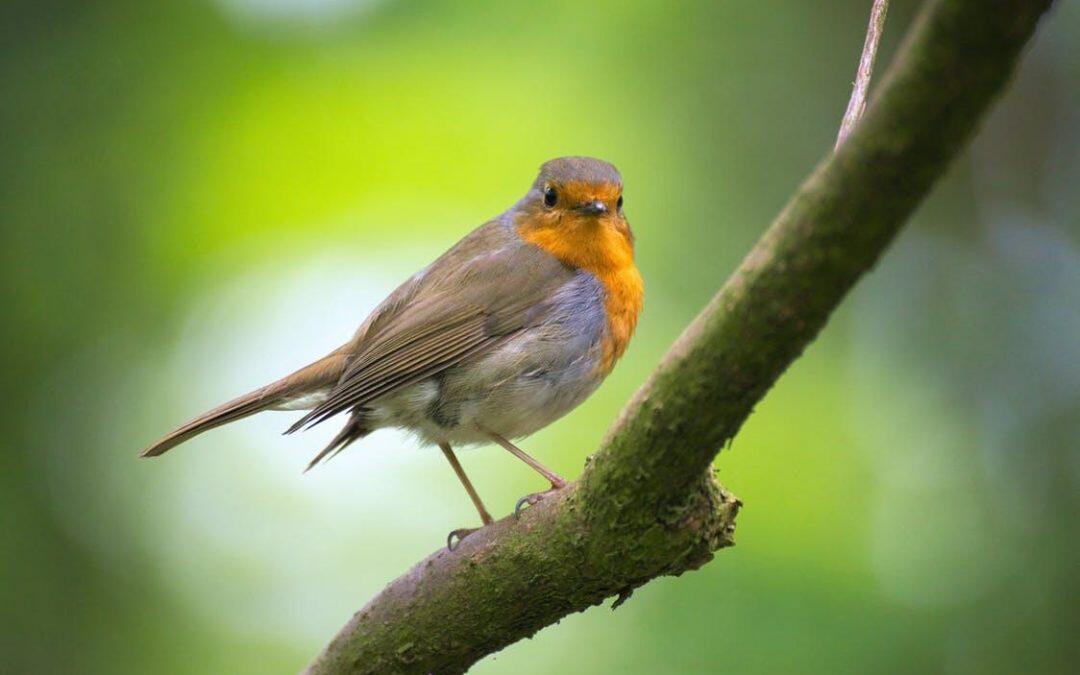 Las aves antes de la migración  incrementan sustancialmente sus grasas y reservas corporales, y reducen el tamaño de algunos de sus órganos.