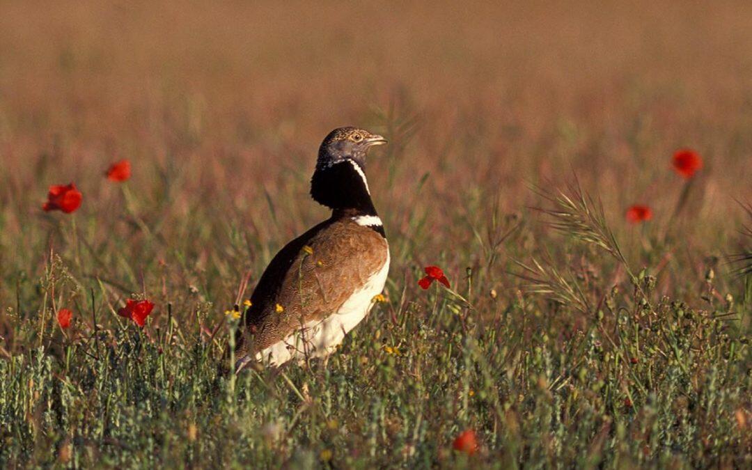 Algunas aves son capaces de “medicarse”, por ejemplo al ingerir arcilla para combatir los efectos nefastos de toxinas alimentarias