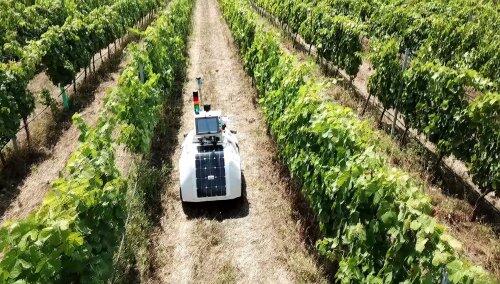 Un robot terrestre monitoriza parámetros clave en viñedos