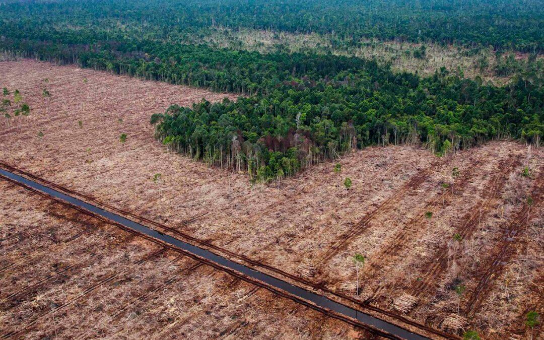 Se necesitan restaurar cien millones de hectáreas de bosque para salvar el planeta