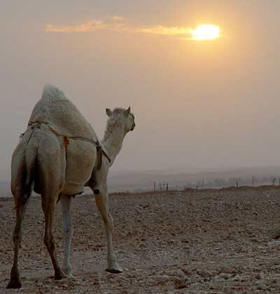 الجمل لا ينسى من يظلمه