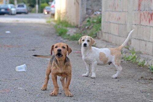 El perro tratado con insecticida reduce la transmisión de leishmaniasis a humanos