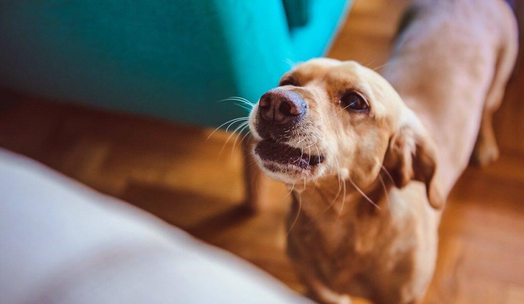 La ciencia demuestra que los perros pueden detectar a una mala persona