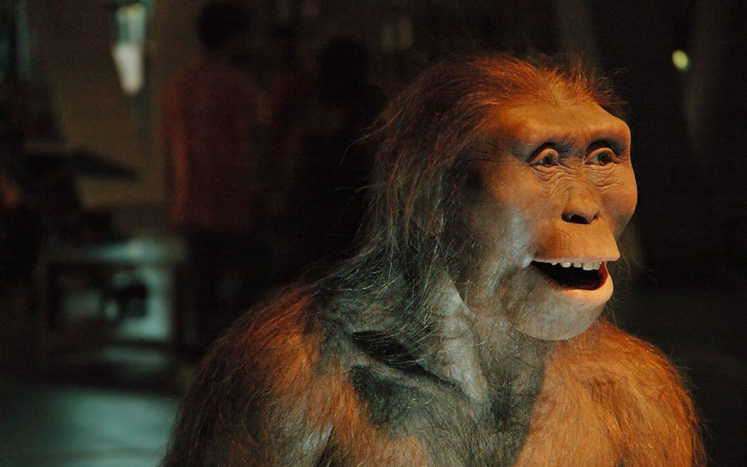 El Australopithecus “Lucy” fue descubierto en ethiopia